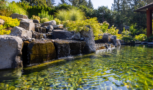 A Healthy Pond Is Never Just About Clear Water