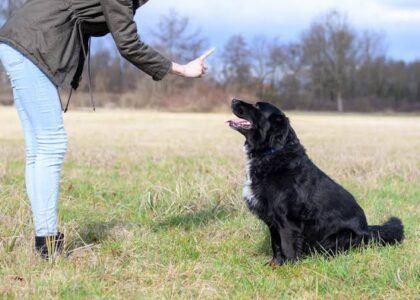 pet behavior training