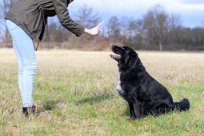 pet behavior training